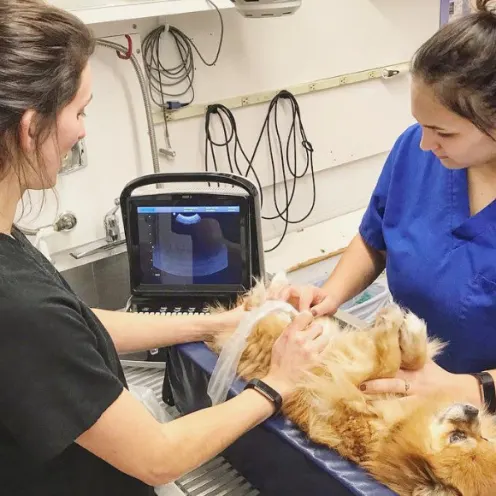 Staff Performing an Ultrasound on a Small Dog